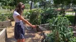 Tour the Connect Auraria Community Garden