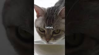 The Secret Life of Dubai’s Richest Cat 