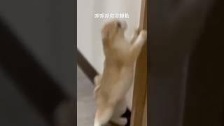 皮卡嗨起來 #cat #貓眼觀察室 #貓咪 #喵哥是萌新 #pets #貓跳台 #寵物 #貓咪日常 #cute #寵物友善日常