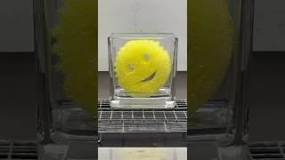 Scrub Daddy in Acid  #scienceexperiment  #chemistry #scrubdaddy