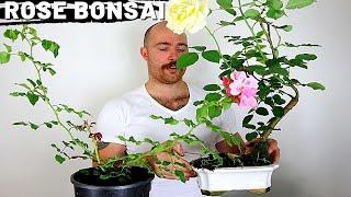 Making a Rose Bonsai from Nursery Stock | Part 2