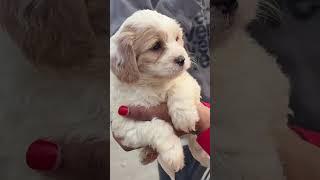 Come pick up our new puppy with us#shortvideos #shorts #puppy #vlog #cute #reels #shortvideo #fyp