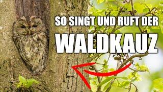 Waldkauz - Vogelstimmen lernen