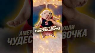 Особенные щенки для особенных людей Американские булли от 300.000₽