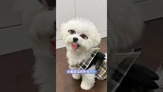 盘点狗狗可以吃的人类水果#养狗经验分享 #科学养宠攻略 #养狗人 #新手养狗