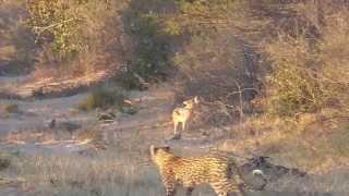 Morning walks and their end (leopard as photobomb!) - Kalahari