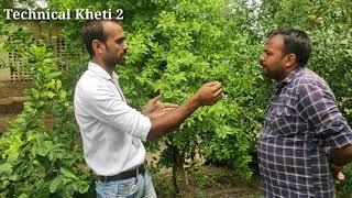 चंदन की खेती पूरी जानकारी || How to Do Sandalwood farming