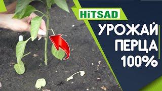 Как УВЕЛИЧИТЬ Урожай ПЕРЦА ️ 100% СПОСОБ ОТ ХИТСАД ТВ