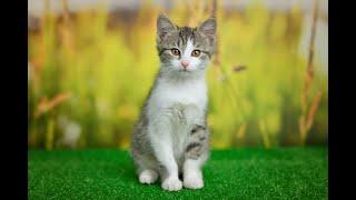 [Playlist]4k 평온한 멜로디: 자연의 친구들과 함께하는 차분한 여정 #healing #animal #휴식 #relaxing #4k