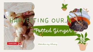 Harvesting Our Potted Ginger