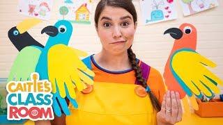 Birds! - Caitie's Classroom Live