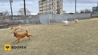 Frosty's Portland Dog Park Tour - Fields Park, Pearl District (1/63)