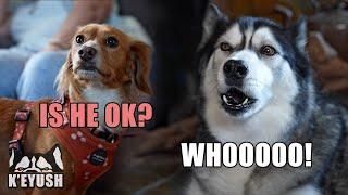 Husky SHOCKS his Cousin When He TALKS! She’s Confused!