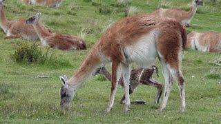 Guanaco Giving Birth in Patagonia || ViralHog