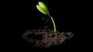 Houdini - Seed