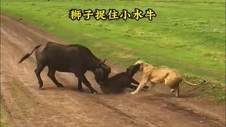 兩只獅子成功捕獲小水牛！還真是不容易啊#動物世界#動物解說