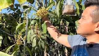 Ensuring Your Tropical Fruit Tree Flowers Set Fruit