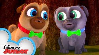 Bingo and Rolly Look for a Clover  | Puppy Dog Pals | Disney Junior