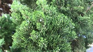 Hollywood Juniper (Juniperus chinensis, 'Torulosa')