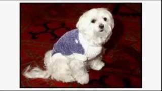 Dogs 101: Maltese