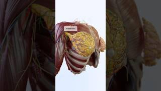 The intricate anatomy of the female breast 3D visualization with VOKA Anatomy Pro's 3D models