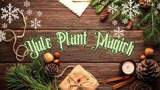 Sacred Plant for YuleHolly, Ivy and more...