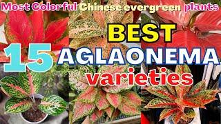 Top 15 Most Beautiful aglaonema Varieties | Most Colorful Stunning Chinese evergreen species