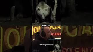 Huge Grizzly Caught On Camera