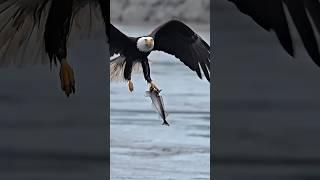 eagle hunting  | #wildlife #wildanimals #eagle #factsinhindi #facts #facttechz