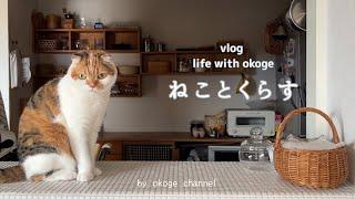 Life with a cat starts with breakfast/PAN DOROBOU Exhibition in Osaka(CATVLOG)