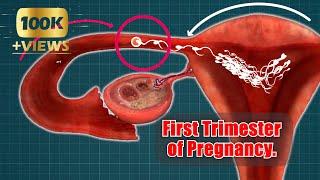 First Trimester of Pregnancy| week-by-week. 