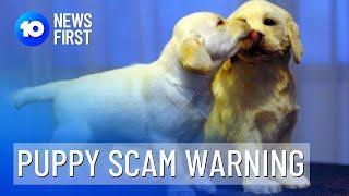 Puppy Scam Warning Issued In Perth | 10 News First