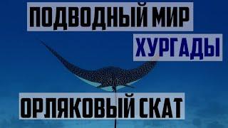 Обитатели Красного моря: скат-орляк / подводный мир Египта