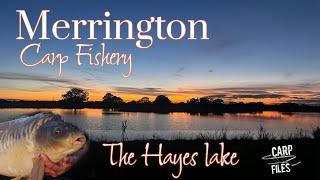 * CARP FISHING * Merrington Carp Fishery. HAYES LAKE & complex tour. Day ticket carp fishing.