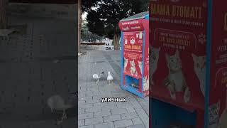 Чайка на Подработке #новости #новость #shotrs