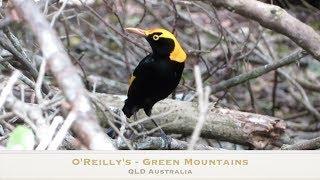 Camping at O'Reilly's Green Mountains