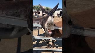 Feeding donkeys in Golden Donkeys farm Cyprus غذا دادن به خرها در قبرس #donkey #cyprus