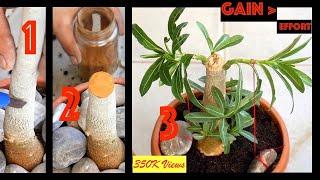 Get more BRANCHES and thicker CAUDEX in Adenium obesum (Desert Rose) || Tips, Hacks, Care & Training