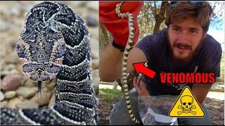 Catching VENOMOUS Snakes in Africa: Puff Adder and Harlequin Snake