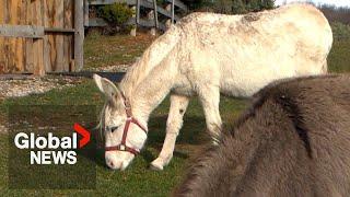 Happy Tails: A delightful look at The Donkey Sanctuary of Canada