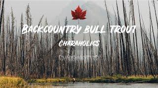 Monster Backcountry Bull Trout Fishing Canada