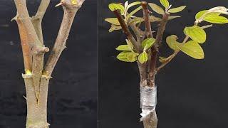 How to graft jujube plant from cutting