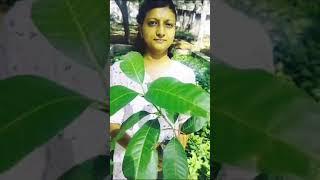 Avoid 90% of Diseases! Extremely Common Medicinal Plant l Mango Plant Use l Ayurveda l Trustherb.com