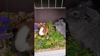 The boys, Guinea 's, enjoying their snack