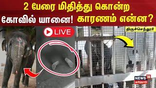 Tiruchendur Deivanai | செல்பி எடுத்ததால் கோபப்பட்டதா தெய்வானை யானை? | Elephant