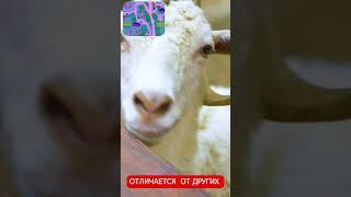 Анталья #зоопарк #экскурсии #животные