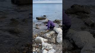 Looking For That Petoskey Stone! Ft. Gratiot County Park / Michigan