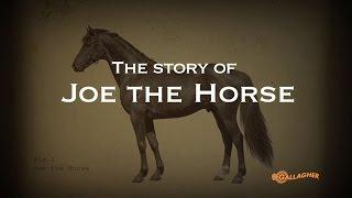 The Gallagher Story:  Joe the Horse