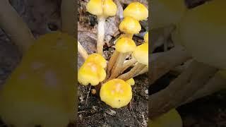 Honey in the forest.             #fungus #mushroom #nature  #wildlife #forest