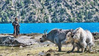 Shey Phoksundo | Dolpa Trek, Nepal | Silent Hiking the Himalayas | Tibetan Nomadic & Village Life